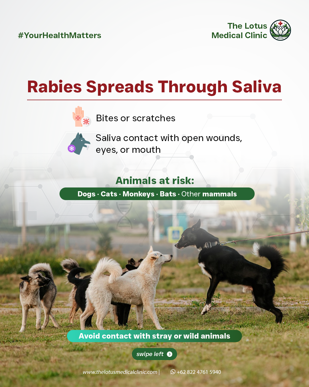 rabies-spreads-through-saliva